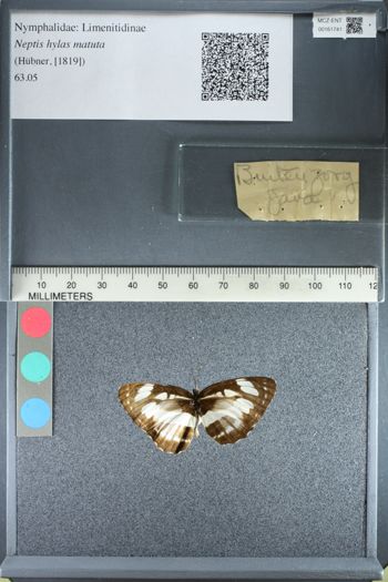 Media type: image;   Entomology 161741